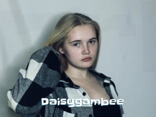 Daisygambee